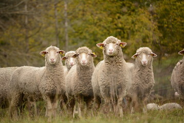 Fototapeta premium Troupeau de moutons