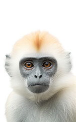 Obraz premium White monkey portrait PNG background