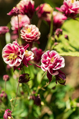 columbine flowers in the garden