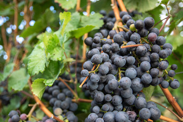 Large bunches of red wine grapes in vineyard.