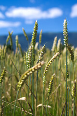 wheat field in the summer - 613913144