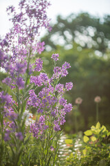 Obraz premium lunaria flowers in the garden