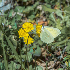 Beautiful greenish-yellow butterfly Lemongrass, or Krusinnitsa lat.Gonepteryx rhamni on a yellow flower close-up.