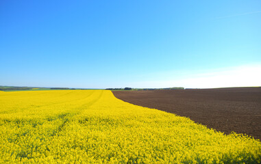 field of yellow rapeseed under blue sky - 613913734