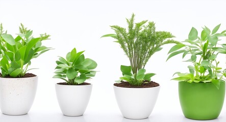  Collection of  4 beautiful plants in ceramic pots isolated on transparent background, generative ai