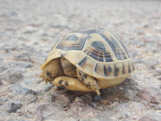 Tortue dans sa carapace