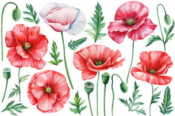 Watercolor poppies, leaves and buds on white background. Colorful flowers, floral set elements. Botanical illustration 