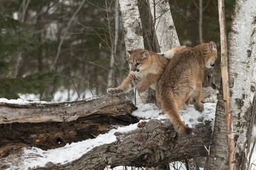 Cougar (Puma concolor) Siblings Pass on Log Winter
