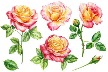 Roses set, Flower, bud and leaves elements for wedding invitations, birthdays, cards. Watercolor floral illustrations