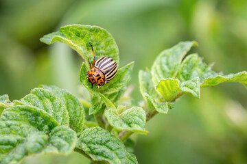 The Colorado potato beetle feast on potato leaves and plant damage