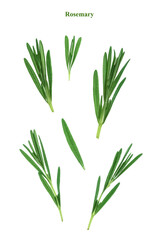 Rosemary on a white background. Creative layout.