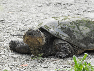 Snapping turtle scouting out the perfect spot to lay her eggs on this beautiful Spring day