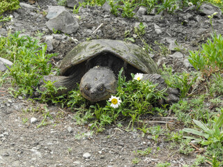 The sweetest Smiling Snapping Turtle up on the ridge to lay her eggs. 