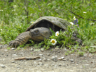 The sweetest Smiling Snapping Turtle up on the ridge to lay her eggs. 