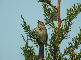 Song sparrow in full singing mode on the top of a pine tree