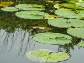 Painted turtle peeking his head out of the water near a lily pad in the lake