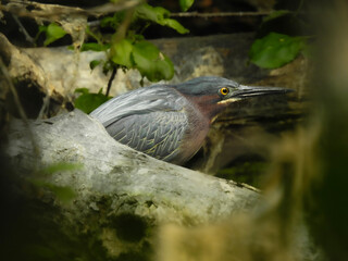 Elusive Green Heron in stealth mode at the lake slowly and patiently waiting for its prey