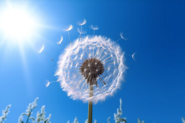 Sunlit Dandelion with Blue Sky and Clouds in Background.