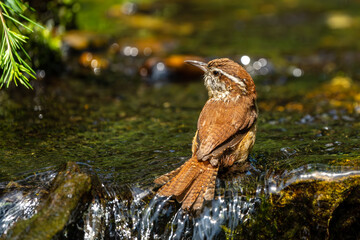 Carolina wren