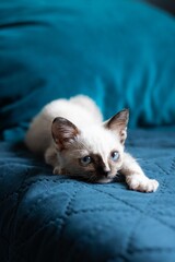 cat sleeping on the bed