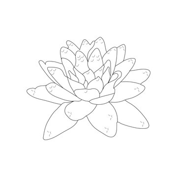 lily flower isolated on white