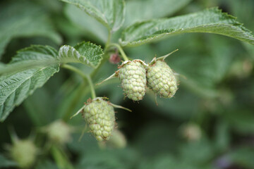 Unripe raspberries hanging on a raspberry bush branch