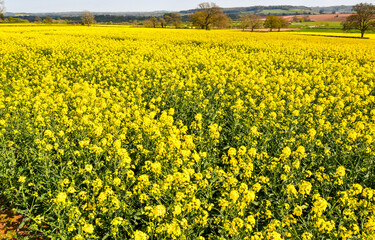Yellow flowers of Oil Seed Rape plant