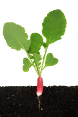 Radish vegetable plant with roots growing in earth. Cross section view of home grown sustainable organic healthy food concept. On white background.