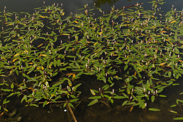 Landscape, view of the lake and the shore, green trees and water surface