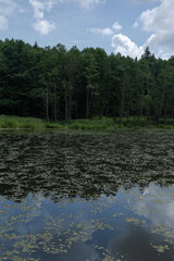 Landscape, view of the lake and the shore, green trees and water surface