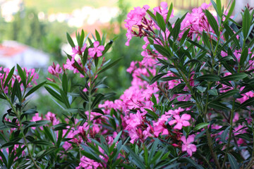 Naklejka na ściany i meble Pink oleander flowers in the garden. Selective focus.