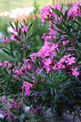 Pink oleander flowers in the garden. Selective focus.