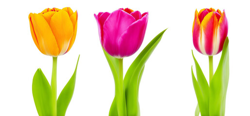 Collection of tulips flowers isolated on transparent background - obrazy, fototapety, plakaty
