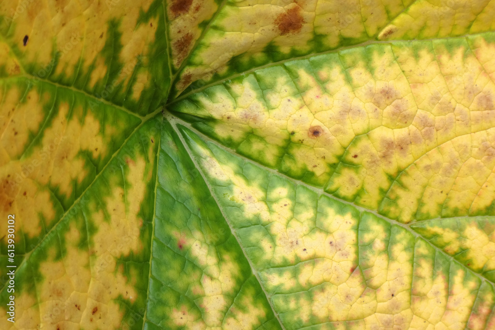 Wall mural extreme close-up of an autumn leaf of an norway maple (acer platanoides). yellow and green natural t