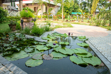 Red water Lily in small pond at a village of West Bengal.