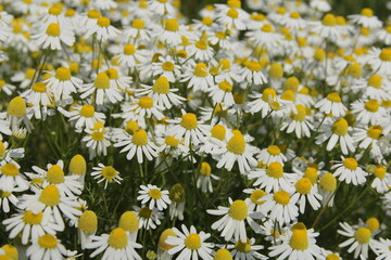 a big group chamomile flowers closeup