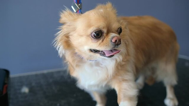A chihuahua dog stands on a grooming table. express shedding of a chihuahua in a pet salon with the help of a special tool. groomer combing chi hua hua