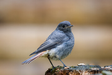 A young black redstart (Phoenicurus ochruros) sits on the wooden stump with brown background and copyspace. Close-up portrait of a young black redstart on a summer day.