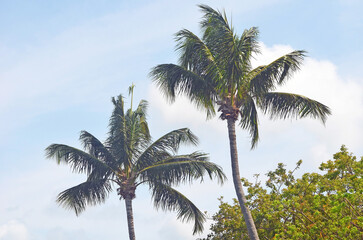 palm trees against sky