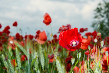 Field of red common poppy flowers in Szeged