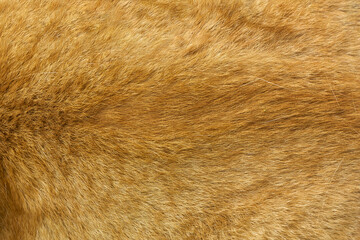 Background, fur background, background from shorthair red animal, cat, dog.