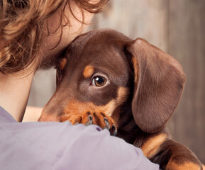 dog puppy breed dachshund on the shoulder of a boy, a teenager and his pet sad