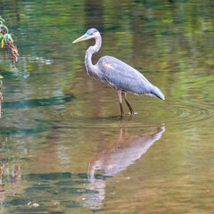 great blue heron