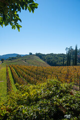 Naklejka premium .Vineyard in Bento Gonçalves with plantations of Cabernet grapes.Sauvignon and Merlot