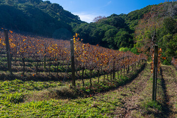 Obraz premium .Vineyard in Bento Gonçalves with plantations of Cabernet grapes.Sauvignon and Merlot