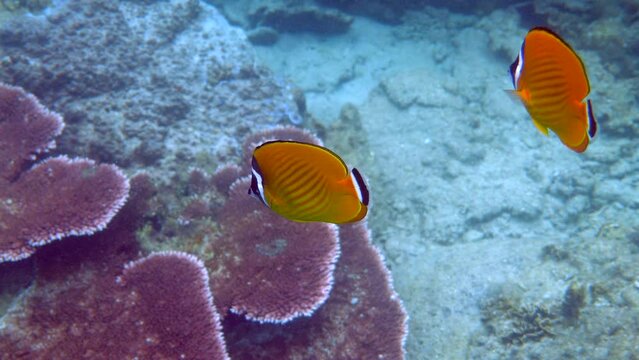 Graceful butterflyfish with vibrant yellow hues swim in water. Ocean's underwater wonders. Exotic marine life and nature.