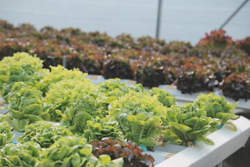 Woman gardener inspects quality of green oak lettuce in greenhouse gardening. Female Asian...