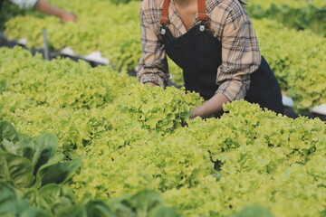 Woman gardener inspects quality of green oak lettuce in greenhouse gardening. Female Asian horticulture farmer cultivate healthy nutrition organic salad vegetables in hydroponic agribusiness farm.