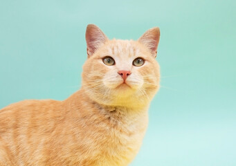 Close-up portrait of funny red striped cat highlighted on light blue background. Copy space. Concept of favorite pets.