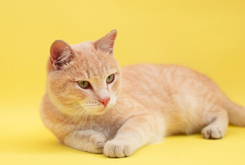 Portrait of funny striped cat in background in the studio. Place to copy text. Highlighted on solid yellow background. Concept of pets